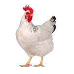 coq Africain